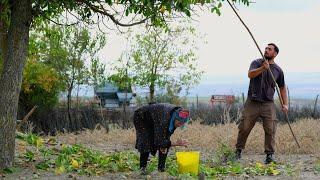 Remote Mountain Life: Walnut Harvest and Daily Routines in a Charming Village