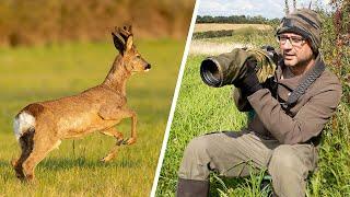 Roe Deer Photography Tips - Get Your Best Photos of Roe Deer (Fieldcraft, Camera Settings,Technique)