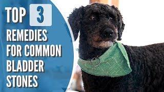 Bladder Stones in Dogs and Cats: Top 3 Effective Remedies