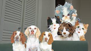 Dogs vs Cat Invasion Prank! Funny Dogs Maymo & Potpie and Puppy Indie Battle Cat Apocalypse