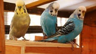 Over 2 Hours of Budgies Playing, Singing and Talking in their Aviary