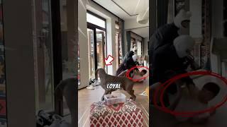 A Dog’s Unbreakable Loyalty to His Owner!