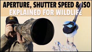 Aperture, Shutter Speed & ISO Explained for Wildlife Photography - What Settings to Use for Wildlife