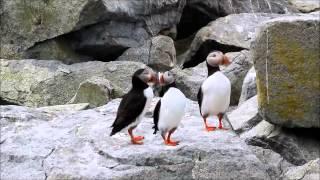 Visiting The Puffins - Machias Seal Island, Canada