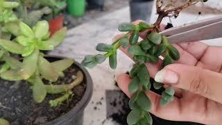 Propagation of Corpuscularia Lehmani/Ice plant