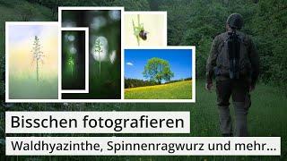 Naturfotografie: WALDHYAZINTHEN und Spinnenragwurzen und mehr...