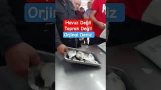 Orjinal Deniz Balığı #balıkmezatı #balık #mezat #fish #deniz #fishing #mavişehir #izmir #keşif #sea