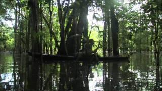 Amazon Jungle-High Definition River Canoe Journey