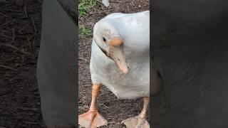 Benny says “mind your mud business” #geese #goose #funny #bennythegoose #purelychickens