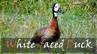 White-faced Whistling Duck (Dendrocygna viduata) Bird Call | Stories Of The Kruger