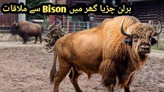 bison in berlin zoo #bison #zoo #animals #shami ki petbook