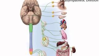 Chapter 15   Autonomic Anatomy   Parasympathetic