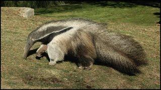 Giant Anteater Carrying Its Baby On Its Back (Myrmecophaga tridactyla)