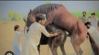 Horse breeding | Horse meeting Frist time Enjoyments | Close Mating