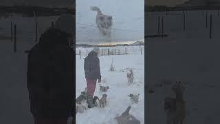 Kiwi the mini aussie playing fetch but her babies can't quite keep up ️#cutepuppy #snowfall