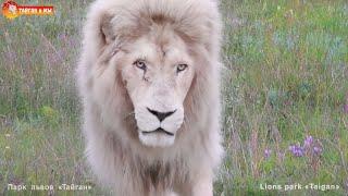 Этого ЛЬВА мы ЖДАЛИ весь день! И не зря! Тайган. Lions life in Taigan.