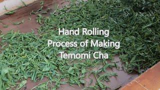 Green Tea: Japanese green tea hand rolling "Temomi Cha" in Sayama