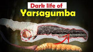 Dark story of Yarsagumba | Power of Yarsa | 10xt Nepal