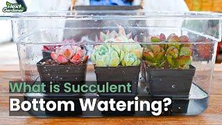 Bottom Watering Succulents, Full Guide for Beginners | The Next Gardener