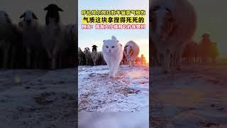 气质拿捏! 呼伦贝尔网红牧羊猫霸气放牧, 仿佛高傲大小姐和它的保镖们! #shorts