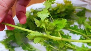 How To Keep Coriander Leaves (Cilantro) Fresh | @DAPUR2020