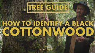 Black Cottonwood - How to Identify Them!  || Nerdy About Nature Tree Guide