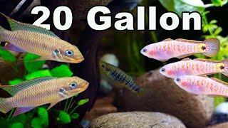 Fish You Can Keep Together in a 20 Gallon Community Aquarium: So Many Options!