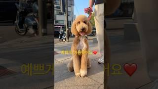 폭염? 이제 두렵지 않아! 시원하게 미용했어요️#스탠다드푸들 #강아지성장일기 #cutedog #standardpoodle #예쁜강아지 #강아지미용 #푸들미용 #곰돌이 #크림푸들