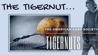 THE AMERICAN CARP SOCIETY - CARP BAIT  - What are tigernuts and how do they grow?