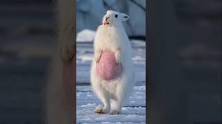 Frosted Faith: A Pregnant Hare’s Miraculous Rescue #animalrescue #polarrescue #hare