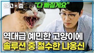 "고부해 최초 솔루션 실패?!" 극도로 예민한 반려묘가 나타났다 보호자도 위험할 수 있는 상황에 결국 철수한 나응식 수의사｜고양이를 부탁해｜알고e즘