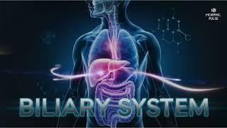 Biliary System Reset: Complete Liver, Gallbladder & Pancreas Rejuvenation [Morphic Field]