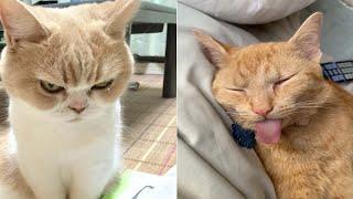 Funniest Cats | Don't try to hold back Laughter | Cutest Lands Part 61