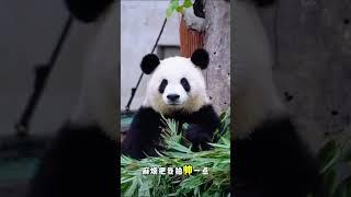 #国宝不愧是国宝 搞笑 大熊猫良月拍照还会看镜头呢