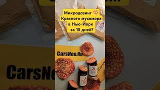 Микродозинг  Красного мухомора в Нью-Йорк  за 15 дней? #микродозингмухомора #ежовик долго но вкусно