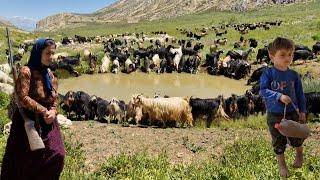 Akram's story:a shepherd in the Zagros mountains(documentary,family,nature)