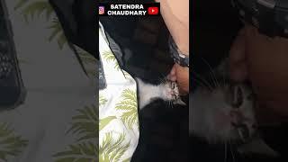 kitten, baby cat, #minivlog thivim #chiplun
