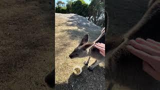 Australia Kangaroo 4K HDR