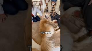 세상 가장 행복한 미소를 짓는 댕댕이 ️ #shorts