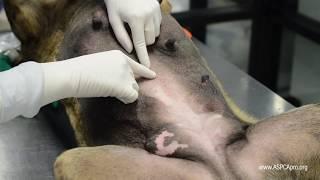 Spay/Neuter Surgery: Incision Placement