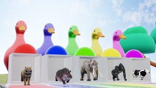 5 Giant Duck Cartoon,Cow,Elephant,Tiger,Lion,Giraffe,Paint Wild Animals Crossing Fountain Animation