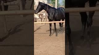 Mojgarh garh Grace Full Filly Do You know Mojgarh is English thoroughbred Stallion