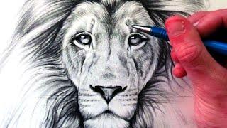 How to Draw a Lion