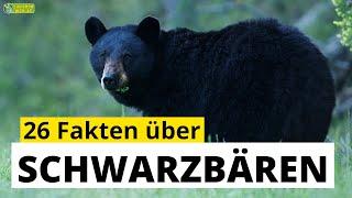 26 Steckbrief-Fakten über Schwarzbären - Doku-Wissen über Tiere - für Kinder