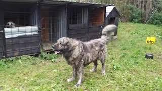 Illyrian Shepherd Tiger color 90kg muscle dog