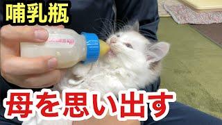 母親を思い出し夢中でミルクを飲む子猫と育ての親ラブラドールレトリバー