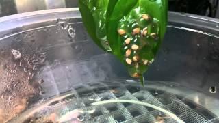 Agalychnis lemur hatching 2014 07 28 14 27 15