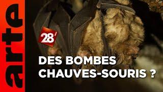 Intéressant : Peut-on attaquer un pays avec des chauves-souris ? | 28 minutes | ARTE