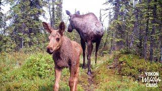 Six month Yukon wildlife compilation