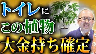 【開運】トイレにこの植物を置くだけで金運爆上がり！運気が上がる観葉植物について徹底解説